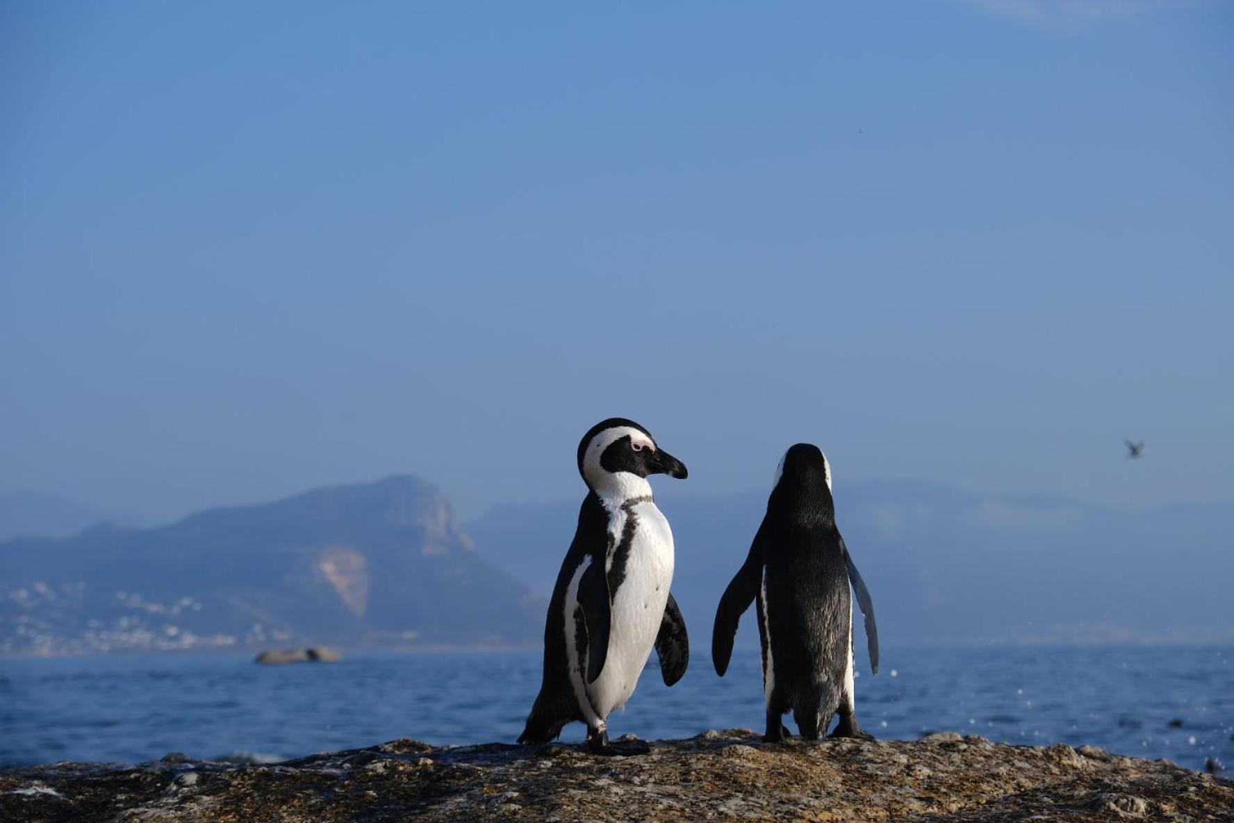 Penguin Haven . Luxury 2 Bedroom, Boulders Beach. ケープタウン エクステリア 写真