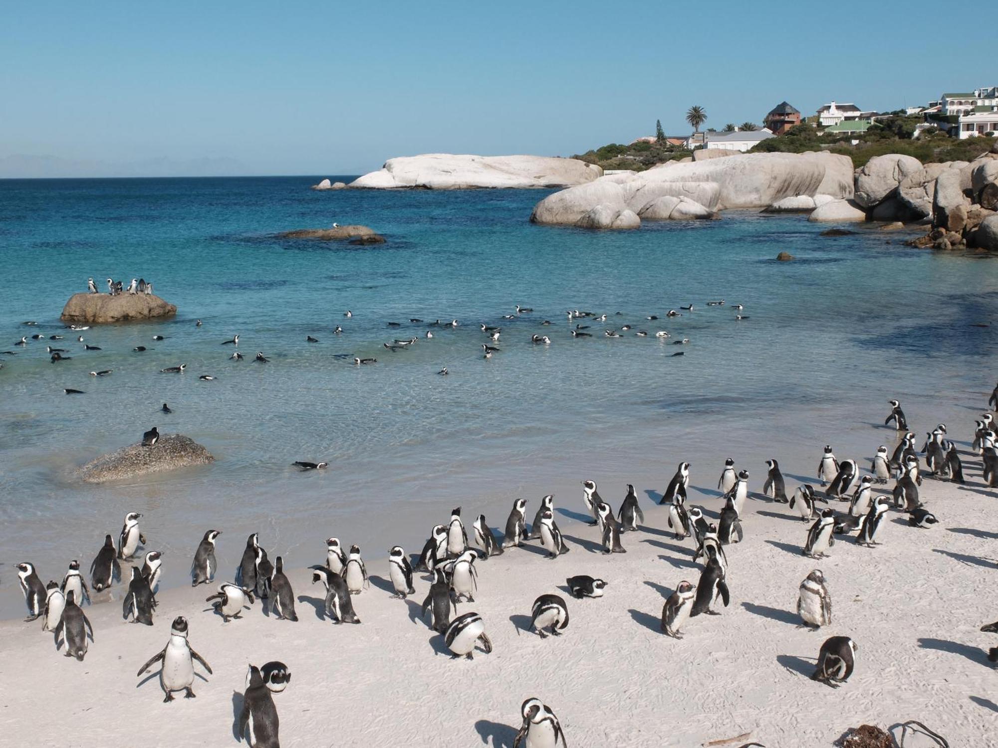 Penguin Haven . Luxury 2 Bedroom, Boulders Beach. ケープタウン エクステリア 写真