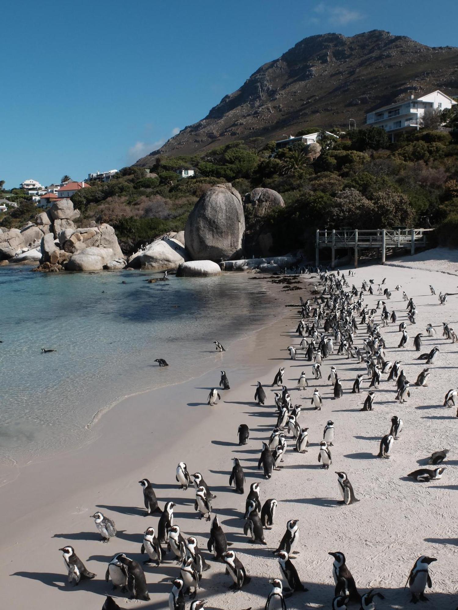 Penguin Haven . Luxury 2 Bedroom, Boulders Beach. ケープタウン エクステリア 写真